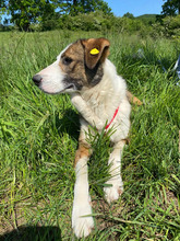 RICH, Hund, Mischlingshund in Rumänien - Bild 8