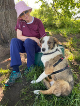 RICH, Hund, Mischlingshund in Rumänien - Bild 9