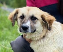 MAGGIE, Hund, Mischlingshund in Slowakische Republik - Bild 1