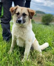 MAGGIE, Hund, Mischlingshund in Slowakische Republik - Bild 2
