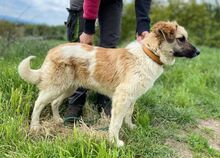 MAGGIE, Hund, Mischlingshund in Slowakische Republik - Bild 3