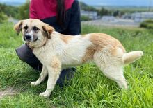MAGGIE, Hund, Mischlingshund in Slowakische Republik - Bild 4