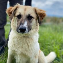 MAGGIE, Hund, Mischlingshund in Slowakische Republik - Bild 5