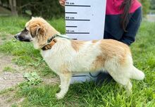 MAGGIE, Hund, Mischlingshund in Slowakische Republik - Bild 6