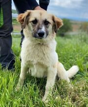 MAGGIE, Hund, Mischlingshund in Slowakische Republik - Bild 7