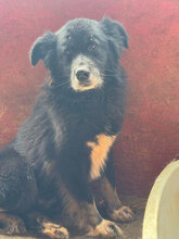 KING, Hund, Mischlingshund in Rumänien - Bild 2