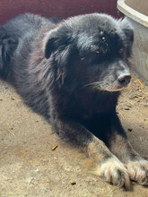 KING, Hund, Mischlingshund in Rumänien - Bild 4