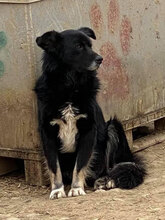 KING, Hund, Mischlingshund in Rumänien - Bild 5