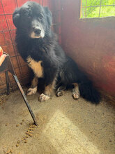 KING, Hund, Mischlingshund in Rumänien - Bild 8