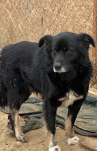 KING, Hund, Mischlingshund in Rumänien - Bild 9