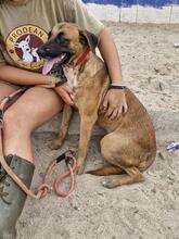 TURCA, Hund, Malinois-Mix in Sievershütten