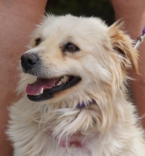 MOCHI, Hund, Mischlingshund in Zypern - Bild 3