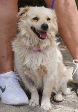MOCHI, Hund, Mischlingshund in Zypern - Bild 4