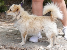 MOCHI, Hund, Mischlingshund in Zypern - Bild 5
