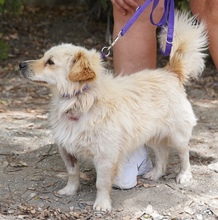 MOCHI, Hund, Mischlingshund in Zypern - Bild 6