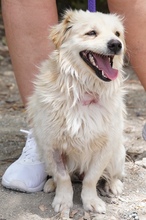 MOCHI, Hund, Mischlingshund in Zypern - Bild 7