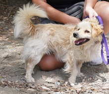 MOCHI, Hund, Mischlingshund in Zypern - Bild 8