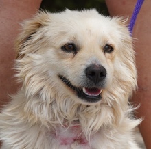 MOCHI, Hund, Mischlingshund in Schenefeld