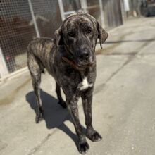 PACO, Hund, Mastin del Pirineos in Spanien - Bild 1