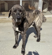 PACO, Hund, Mastin del Pirineos in Spanien - Bild 2