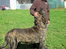PACO, Hund, Mastin del Pirineos in Spanien - Bild 6