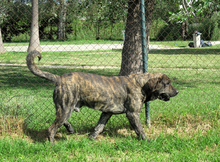 PACO, Hund, Mastin del Pirineos in Spanien - Bild 7
