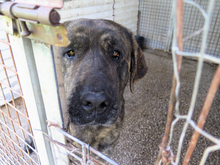 PACO, Hund, Mastin del Pirineos in Spanien - Bild 8