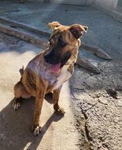 DIANA2, Hund, Boxer-Mix in Spanien - Bild 1