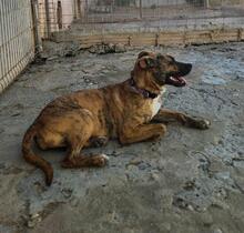 DIANA2, Hund, Boxer-Mix in Spanien - Bild 10