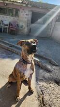 DIANA2, Hund, Boxer-Mix in Spanien - Bild 2