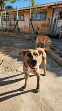 DIANA2, Hund, Boxer-Mix in Spanien - Bild 3
