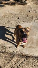 DIANA2, Hund, Boxer-Mix in Spanien - Bild 4