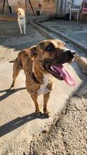 DIANA2, Hund, Boxer-Mix in Spanien - Bild 5