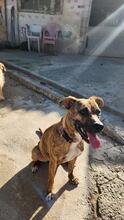DIANA2, Hund, Boxer-Mix in Spanien - Bild 6
