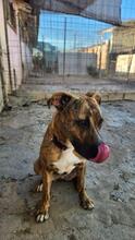DIANA2, Hund, Boxer-Mix in Spanien - Bild 7