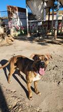 DIANA2, Hund, Boxer-Mix in Spanien - Bild 8