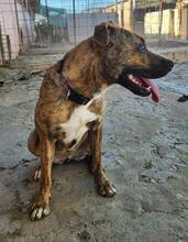 DIANA2, Hund, Boxer-Mix in Spanien - Bild 9