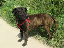 TRISTAN, Hund, Mischlingshund in Spanien - Bild 3