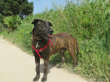 TRISTAN, Hund, Mischlingshund in Spanien - Bild 4
