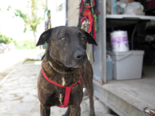 TRISTAN, Hund, Mischlingshund in Spanien - Bild 5