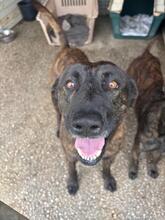 TRISTAN, Hund, Mischlingshund in Spanien - Bild 6