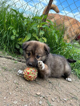 PAPATITA, Hund, Mischlingshund in Rumänien - Bild 4