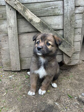 PAPATITA, Hund, Mischlingshund in Rumänien - Bild 5