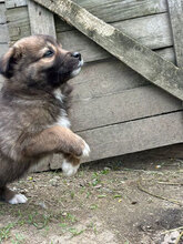 PAPATITA, Hund, Mischlingshund in Rumänien - Bild 6