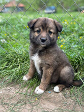 PAPATITA, Hund, Mischlingshund in Rumänien - Bild 7