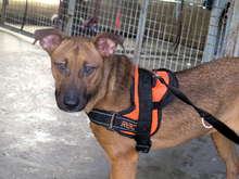 FARAONA, Hund, Mischlingshund in Spanien - Bild 4