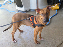 FARAONA, Hund, Mischlingshund in Spanien - Bild 5