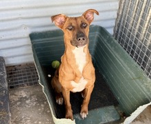 FARAONA, Hund, Mischlingshund in Spanien - Bild 7