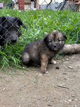ISRA, Hund, Mischlingshund in Rumänien - Bild 4
