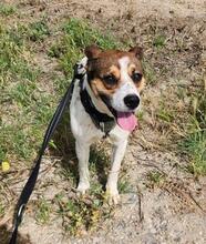 STITCH, Hund, Mischlingshund in Spanien - Bild 1